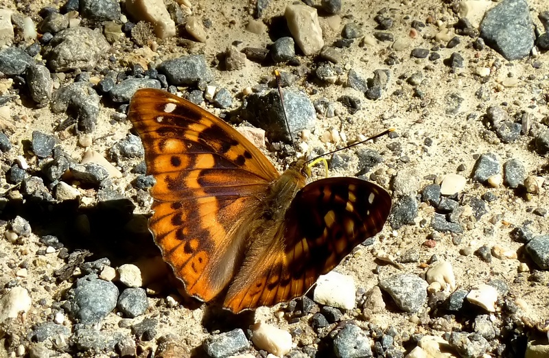 Una rarit????? Apatura ilia (f. ilia)